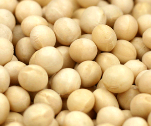 原料が大豆なのに味噌がしょっぱいのはなぜ？